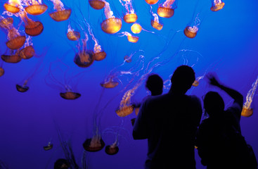 Family and jellyfish - Monterey Bay Aquarium, Monterey, California © Michael Weiser