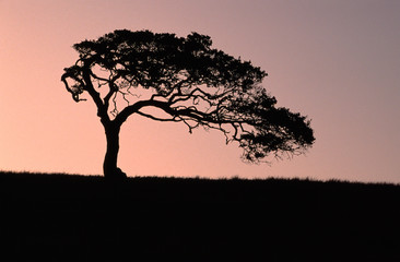 Fototapeta na wymiar Cypress Tree Silhouette - Moss Landing, California