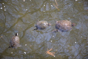Line of Turtles near Senso-ji, Tokyo, Japan