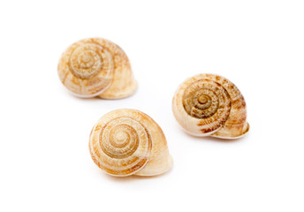 Exotic sea snail isolated on white background © george3973