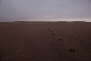 Closeup of striped hyena paw prints in Namib desert sand, Namibe, Angola