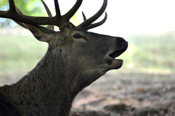 Hirsch