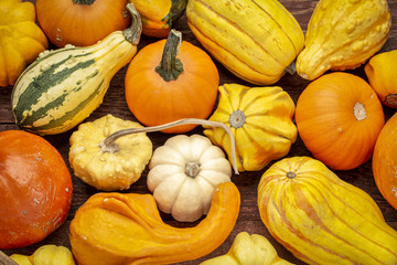 background of winter squash and gourds