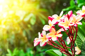 Obraz premium Pink frangipani flower or plumeria flower blooming on tree on sunset light at summer time.
