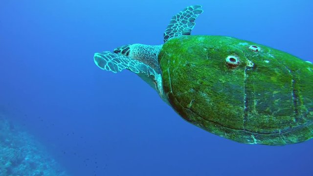 Scuba diver swim and takes a picture on Gopro Sea turtle - Low-angle shot, Follow shot. Hawksbill sea turtle or Bissa (Eretmochelys imbricata), Red Sea, Marsa Alam, Egypt