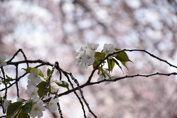 Individual Sakura Sprouting Green Leaves, Tokyo, Japan