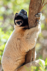Crowned sifaka Lemur in trees and nature. Madagascar animals wildlife, wild cute animal in Madagascar. Holiday tour in Andasibe, Isalo, Masoala, Marojejy National parks.