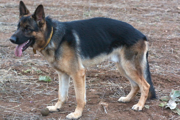 german shepherd dog