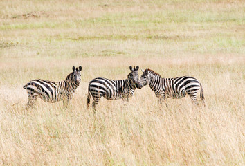 Fototapeta na wymiar three zebras in the savannah - National Park Masai Mara in Kenya