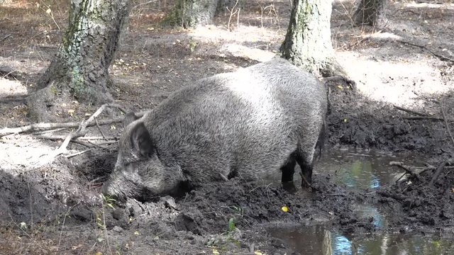 Wildschwein im Schlamm