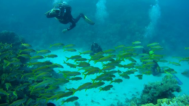 Group scuba divers swim and shooting a School of yellow Goatfish swim near coral reef - Goatfish (Mulloidichthys vanicolensis), Red Sea, Marsa Alam, Egypt
