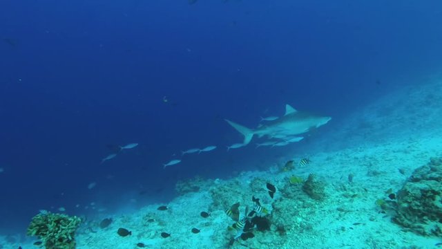 Tiger shark swims in the blue water over reef. Underwater shot, Tiger Shark (Galeocerdo cuvier), Indian Ocean, Maldives   
