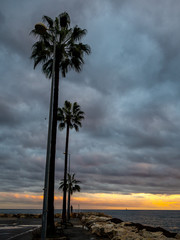 vertical photo of palm trees by the Mediterranean shore