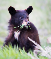 Black bear in the wild