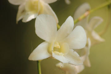 closeup of white Orchid
