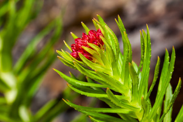 Red flower (rhodiola kirilowii) and the blured stones in the background