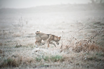 Собака в тумане 2