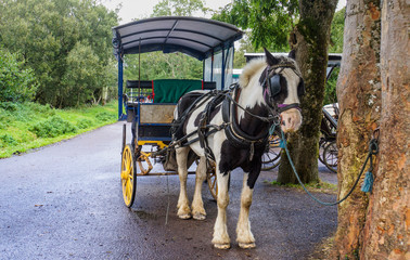 Fototapeta na wymiar Irish traditional Horse and Jaunting car providing trips around Lake Killarney and park area