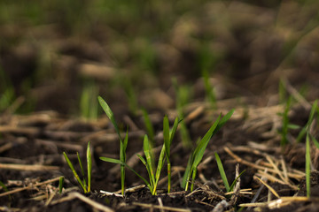 Wheat sprouts in the field on a dark background