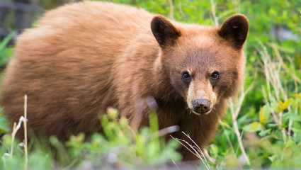Black bear in the wild