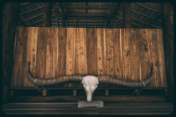 Skull, horns on wooden background. Indonesia, Sumba island. Perfect image for the creation of the different kinds of collages, illustrations and digital media.