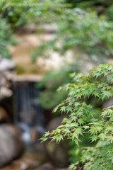 Forest at the Mount Misen