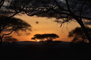 Fototapeta na wymiar Safari sunset