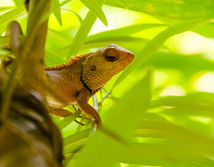 A garden lizard in shade inside pench tiger reserver