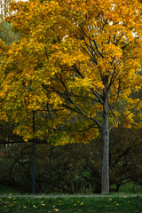 Autumn yellow-red maple on a background of green willow.