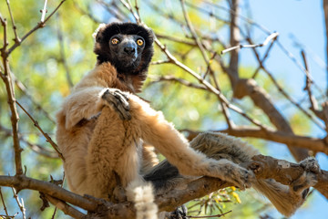 Crowned sifaka Lemur in trees and nature. Madagascar animals wildlife, wild cute animal in Madagascar. Holiday tour in Andasibe, Isalo, Masoala, Marojejy National parks.