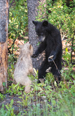 wildlife, wild, wilderness, canada, canadian wildlife, fur, outdoors, nature, biodiversity, conservation, protected areas, wild animal, black, black bear, bear