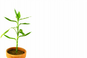 Fototapeta premium Lucky bamboo,Ribbon dracaena,Dracaena braunii, Belgian evergreen, Ribbon plant in pot on white background with copy space