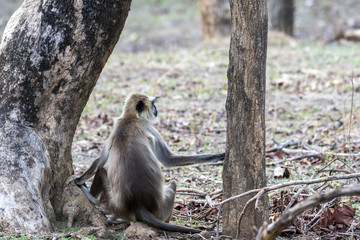 A langur monkey guarding and looking out for danger close to a waterhole