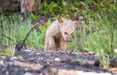 wildlife, wild, wilderness, canada, canadian wildlife, fur, outdoors, nature, biodiversity, conservation, protected areas, wild animal, black, black bear, bear