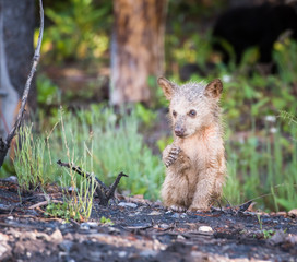 wildlife, wild, wilderness, canada, canadian wildlife, fur, outdoors, nature, biodiversity, conservation, protected areas, wild animal, black, black bear, bear