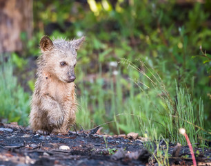 wildlife, wild, wilderness, canada, canadian wildlife, fur, outdoors, nature, biodiversity, conservation, protected areas, wild animal, black, black bear, bear