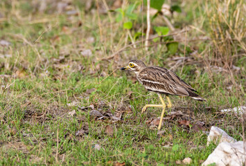 A eurasian stone curlew resting inside pench tiger reserve