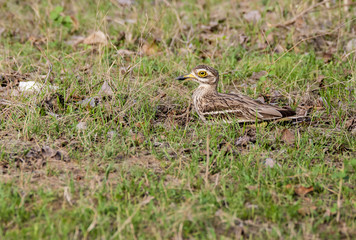 A eurasian stone curlew resting inside pench tiger reserve