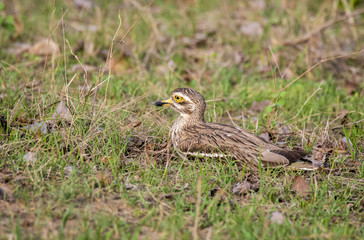 A eurasian stone curlew sitting on the ground inside pench tiger reserve