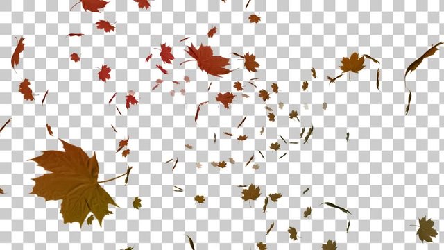 Falling autumn leaf against alpha background 4k