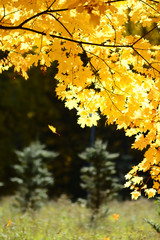yellow maple leaves in autumn