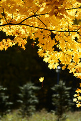 maple leaves in autumn