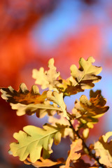 yellow autumn leaves