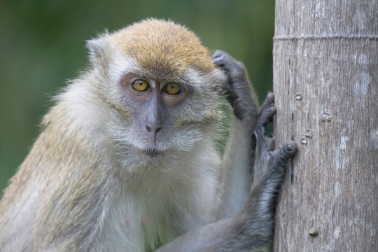 Thoughtful monkey, Malaysia.
