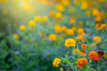 Obraz premium Beautiful Marigold flowers in the garden close up.