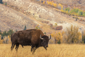 American Bison bull in Autumn