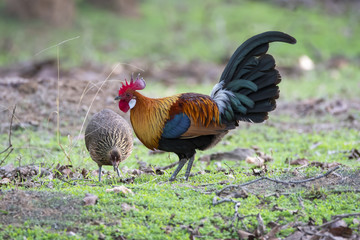 A pair of Red jungle fowl grazing on the grounds of forest