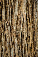 Beautiful detail of Tectona grandis bark close up.