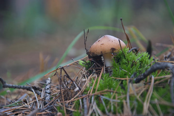 beautiful forest mushrooms from under Kiev