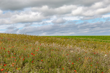 Poppies and other wild flowers growing in the Sussex countryside in late summer